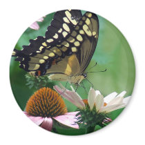 Papillon géant de machaon sur des fleurs magnets