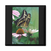 Papillon géant de machaon sur des fleurs magnets