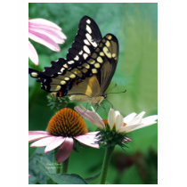 Papillon géant de machaon sur des fleurs t-shirts