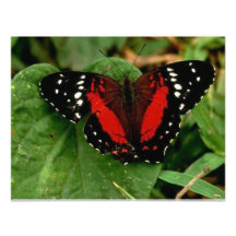 Papillon Invitation Personnalisée