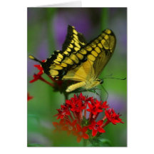 Papillon jaune et noir carte de vœux