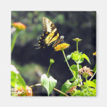 Papillon jaune Upclose Aimant Pour Réfrigérateur