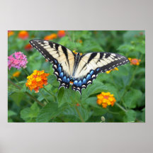 Papillon - machaon oriental de tigre posters