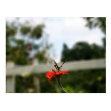 Papillon noir cartes postales