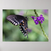 Papillon noir de machaon de tigre sur la copie de  poster