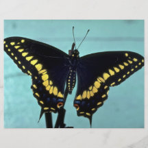 Papillon noir de machaon prospectus personnalisés