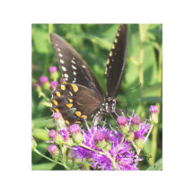 Papillon noir de machaon sur la toile impression sur toile