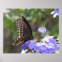 Papillon nord-américain de machaon de tigre affiche