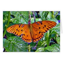 Papillon orange carte de vœux