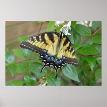 Papillon oriental de machaon de tigre affiches