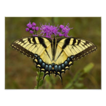 Papillon oriental de machaon de tigre impressions photo