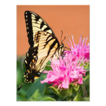 Papillon oriental de machaon de tigre photographie d’art