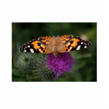 Papillon peint de dame photo en découpe