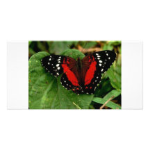 Papillon Photocarte