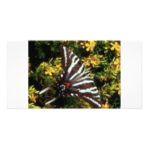 Papillon Photocartes