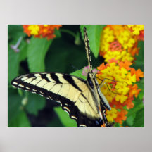 Papillon Affiches