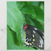 papillon prospectus