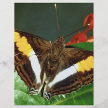 Papillon Prospectus Avec Motif