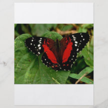 Papillon Prospectus Personnalisés
