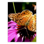 Papillon sur Coneflower-05 Carte De Vœux