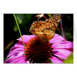 Papillon sur Coneflower-08 Carte De Vœux