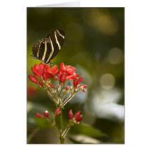Papillon sur la carte vierge royale de note de Poi