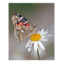 Papillon sur la fleur 16x20 impression photographique