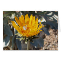 Papillon sur la fleur de Sunray Carte
