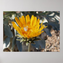 Papillon sur la fleur de Sunray Posters
