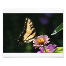 Papillon sur la fleur photographe