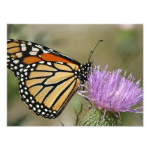 Papillon sur la fleur photos sur toile