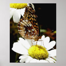 Papillon sur l'affiche de marguerite