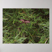 Papillon sur le bambou posters