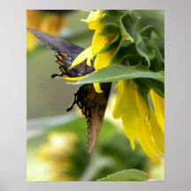 Papillon sur le tournesol posters