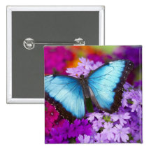 Papillon tropical 7 de Sammamish Washington Badges Avec Agrafe