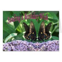 Papillons BD 151 z Cartes De Vœux