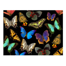Papillons Cartes Postales
