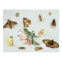 Papillons, mites et d'autres insectes cartes postales