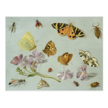 Papillons, mites et d'autres insectes carte postale