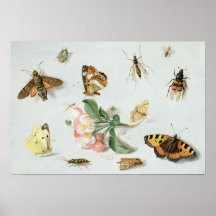 Papillons, mites et d'autres insectes posters