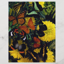 Papillons sur des chrysanthamums prospectus en couleur
