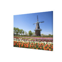 Parc d'île de moulin à vent avec des tulipes en fl toiles tendues sur châssis