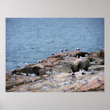 Parc national Maine d'Acadia Poster