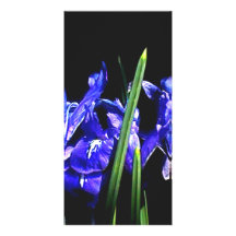 Parmi les dames les cadeaux de Zazzle de MUSÉE Cartes Avec Photo