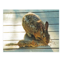 Partage de lapin et de tamia carte postale