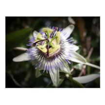 passiflora,flower, mylifeisart cartes postales