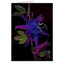 Passion pourpre carte de vœux