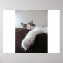 Patte Affiches