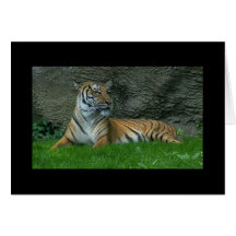Pattes de tigre carte de vœux
