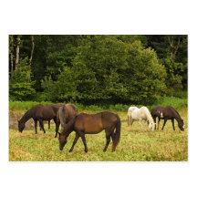 Pâturage de l'ATC de chevaux Modèle De Carte De Visite